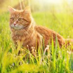 How to Get Rid of Cats In Your Garden