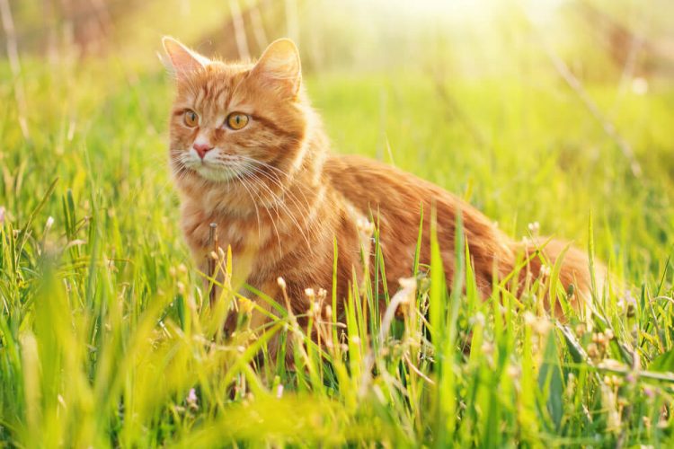 How to get rid of cats in your garden